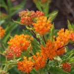 Butterfly Weed Seeds - Image 2