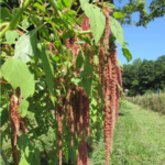 Coral Fountain Amaranth Seeds - Image 2