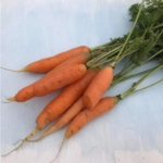 Danvers Carrot Seeds - Image 2