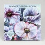 Mother of Pearl Poppy - Image 2