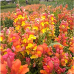 Rembrandt Snapdragons Seeds - Image 2