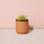 Tiny Terracotta Grow Kits - Image 3